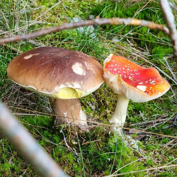 Steinpilz und Fliegenpilz unmittelbar nebeneinander
